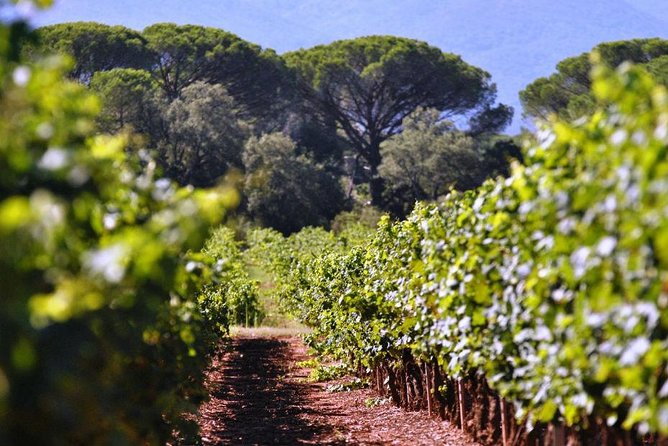 Calanques of Cassis, Aix-en-Provence & Wine Tasting Private Tour - Wine tasting in Provence: guided, short, and focused on the story