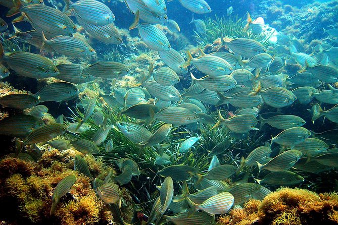 French Riviera Villefranche Bay Snorkeling Tour from Nice - Price and value check: is $60.34 a fair deal?
