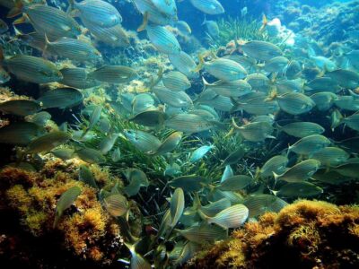 From Nice: French Riviera Swimming and Snorkeling Cruise - The coast cruise part: Nice views from the water