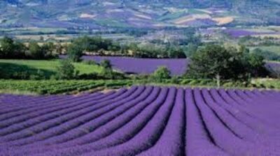 From Nice: Full-Day Provence and Lavender Tour - Valensole lavender plateaus: photos, walking, and real lavender-making