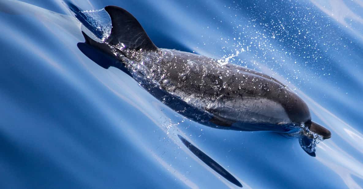 From Villefranche-sur-Mer: Guided Dolphin-Watching Tour - Key things to know before you go