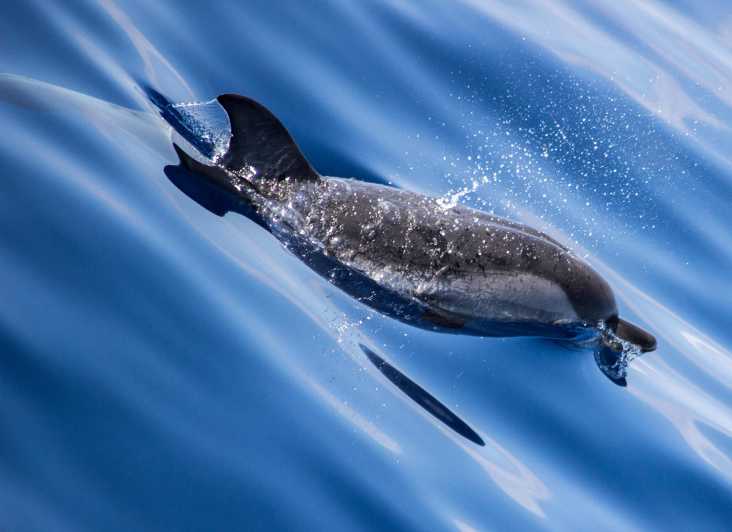 From Villefranche-sur-Mer: Guided Dolphin-Watching Tour - Pelagos Sanctuary makes this dolphin tour more than a sightseeing trip