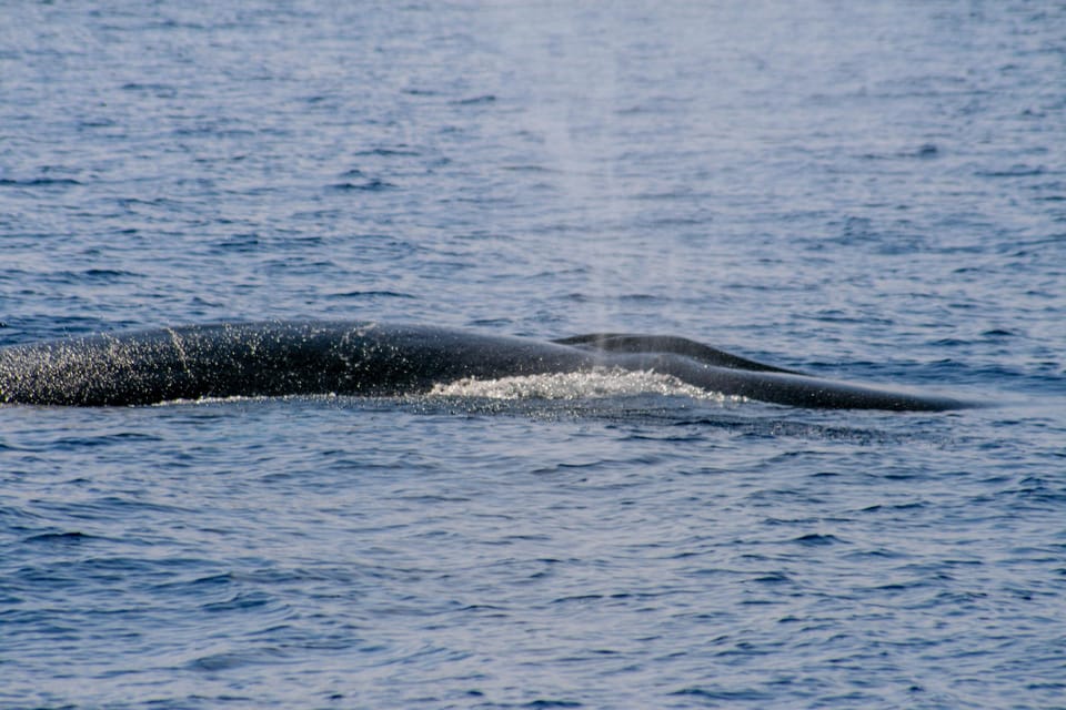 From Villefranche-sur-Mer: Guided Dolphin-Watching Tour - Price and value: $80 for 4 hours with an ethologist