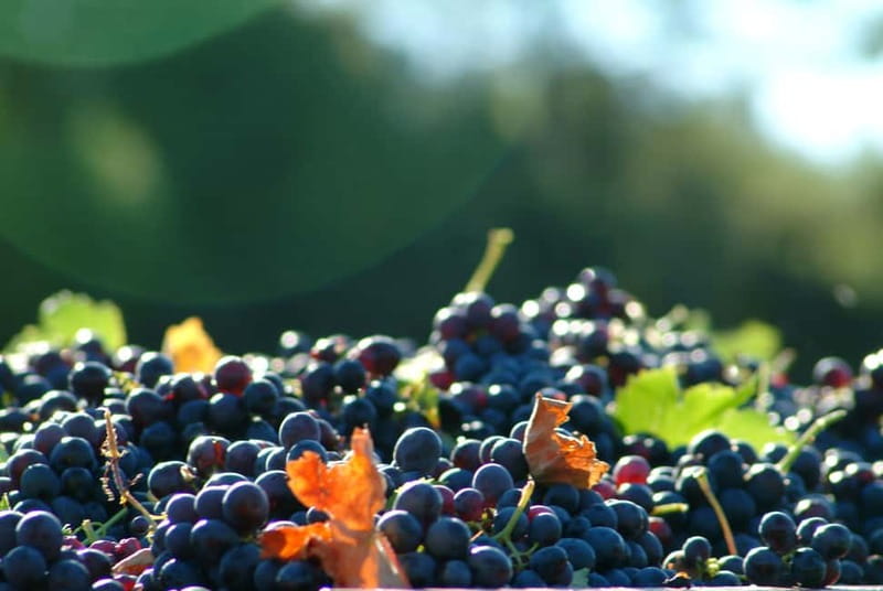 Full-Day Wine Tour in Bellet & Saint-Paul de Vence From Nice - Key things I’d clock before you go