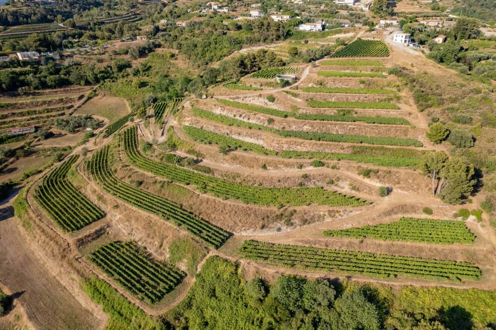 Full-Day Wine Tour in Bellet & Saint-Paul de Vence From Nice - The Bellet angle: why this tour feels different from typical Riviera wine trips