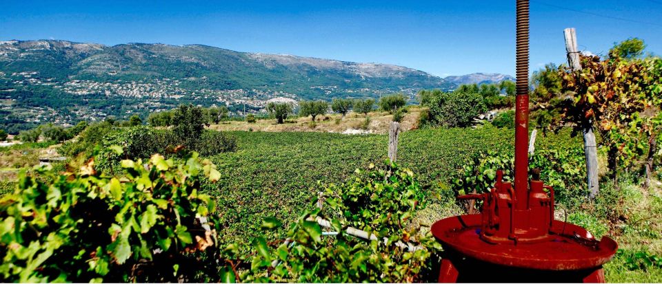Full-Day Wine Tour in Bellet & Saint-Paul de Vence From Nice - The wines you’ll taste: rosé, aromatic whites, and powerful reds