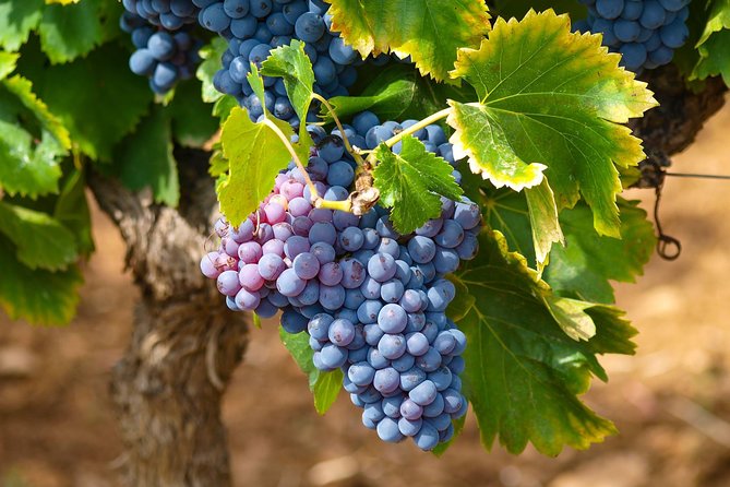 Half-Day Wine Tasting and Saint Paul de Vence Tour from Nice - From Nice: The Comfort of Pickup Plus a Small-Group Van