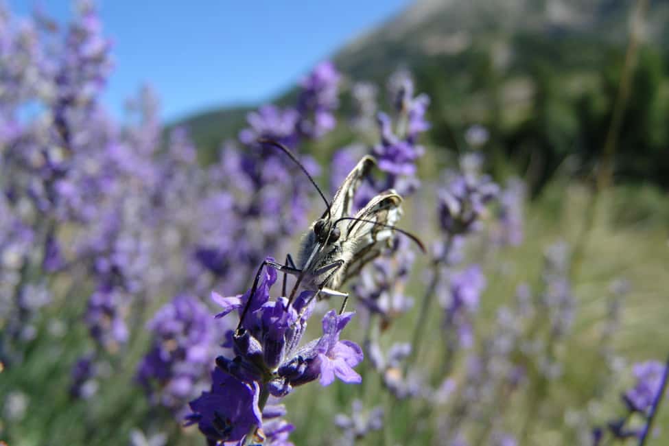 Mountain Train Experience: Hike & Mystic Forest (From Nice) - Entrevaux: fortress ridge views and the citadel climb