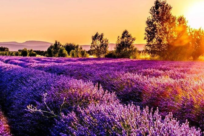 Nice: Gorges of Verdon and Fields of Lavender Tour - A day built around the Verdon’s scale, not just scenery