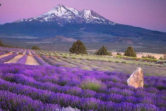 Nice: Gorges of Verdon and Fields of Lavender Tour - Castellane: a classic Provençal town stop that breaks up the drive