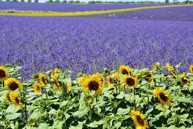 Nice: Gorges of Verdon and Fields of Lavender Tour - Verdon Gorge: turquoise-green views with real canyon depth