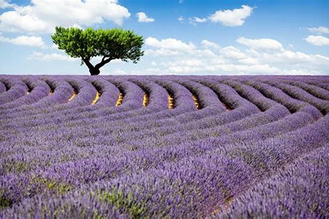 Nice: Gorges of Verdon and Fields of Lavender Tour - The Gorge of the Wolf crossing: quick, dramatic, and memorable