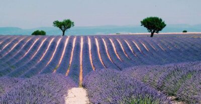 Private Day Trip to Provence and Lavender Fields - Sainte-Maximin and the Basilica Sainte-Marie-Madeleine: A Quiet Start