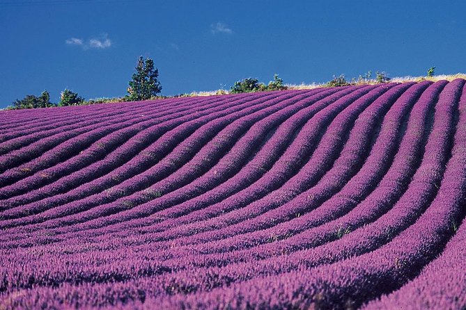 Provence and Lavender - private & Guided Full Day Tour - The Small Practical Details That Make the Day Better