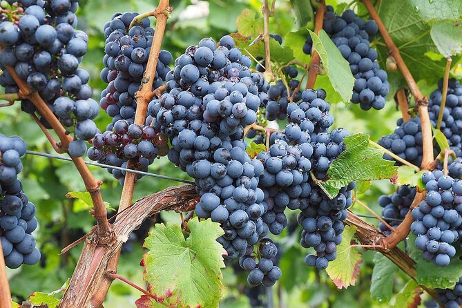 Provence Organic Wine Tasting Half Day Tour from Nice - Group Size: Up to 24 vs. What Happens When It Gets Crowded