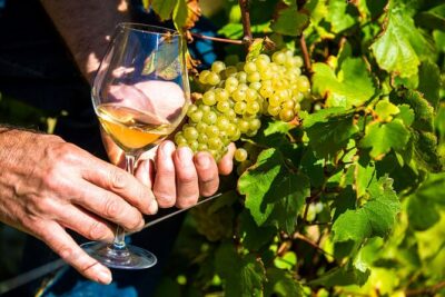 Provence Organic Wine Tasting Half Day Tour from Nice - The Saint-Jeannet Winery Stop: Cellar Tour and Organic Wine Tastings