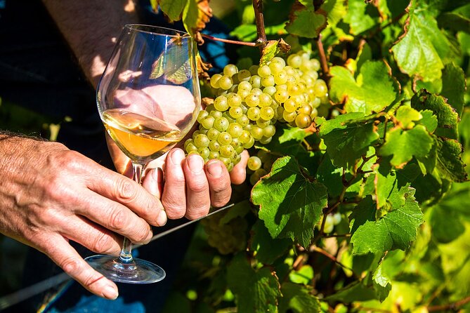 Provence Organic Wine Tasting Half Day Tour from Nice - The Saint-Jeannet Winery Stop: Cellar Tour and Organic Wine Tastings
