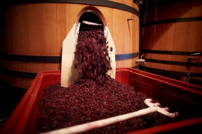 Provence Private Full Day Wine Tour with Wine Tasting - Les Arcs sur Argens: Vineyards, Grapes, and Village Time