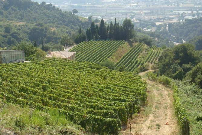 Provence Sea & Countryside Full-Day Private Tour - Price and Logistics: What You’re Really Paying For