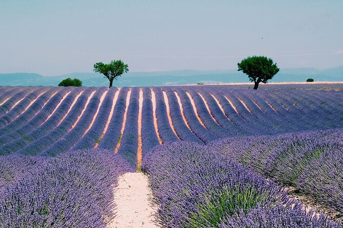 Provence, Vineyards and Lavender Fields Private Day Trip - Key reasons this trip works well