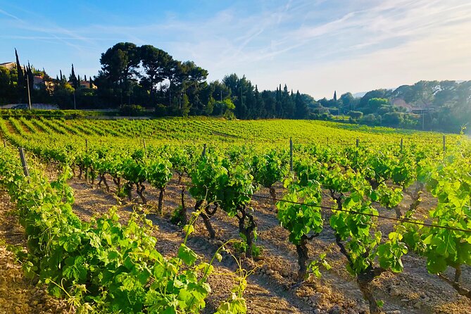 Provence, Vineyards and Lavender Fields Private Day Trip - Valensole lavender: photo hour, bloom timing, and how to plan for purple