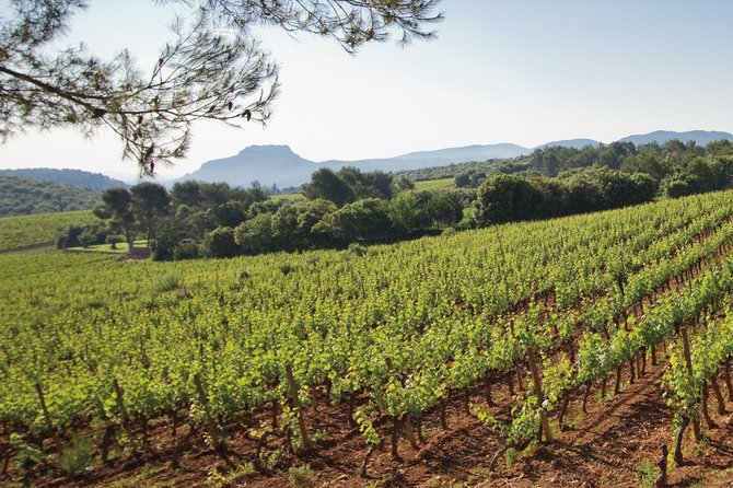 Provence Wine Tour - Private Day Tour from Nice - How to Survive 15 Tastings Without Turning Into a Tipsy Philosopher