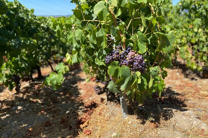 Small Group Guided E-bike Tour in Nice's Organic Vineyard - Weather and timing: how the day changes when conditions shift